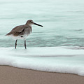 Lone Wave Dancing Sandpiper